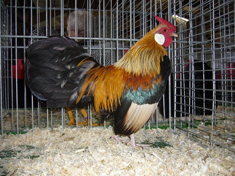 Bezirksschau Luebbecke 265.jpg - Bantam orangenhalsig von Maximilian Viermann Preis sg 94 Z